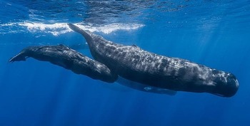 Sistema de Inteligencia artificial con el que contabiliza las ballenas que hay en el mar